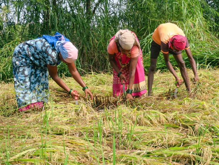 Across the fields of Palghar, the paddy got spoilt (left) with the unexpected October rain, and farmers tried hard to save some of it