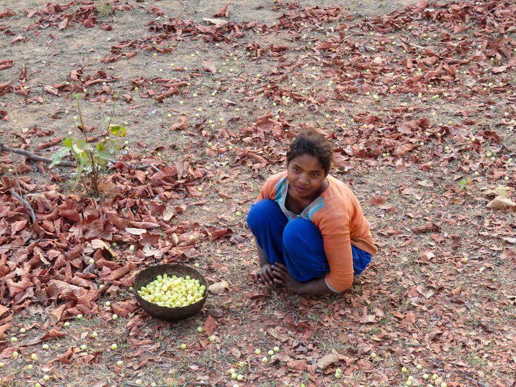 From the left: Durga Singh, Roshni Singh and Surjan Prajapati gathering mahua in the forest next to Parasi in Umaria district