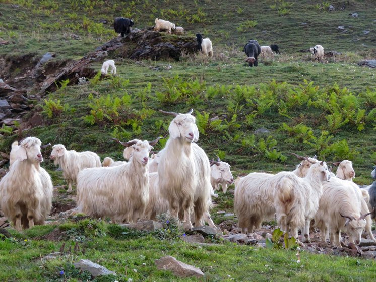 The sheep and goats grazing on Chuli top, above Saura village in Uttarkashi district
