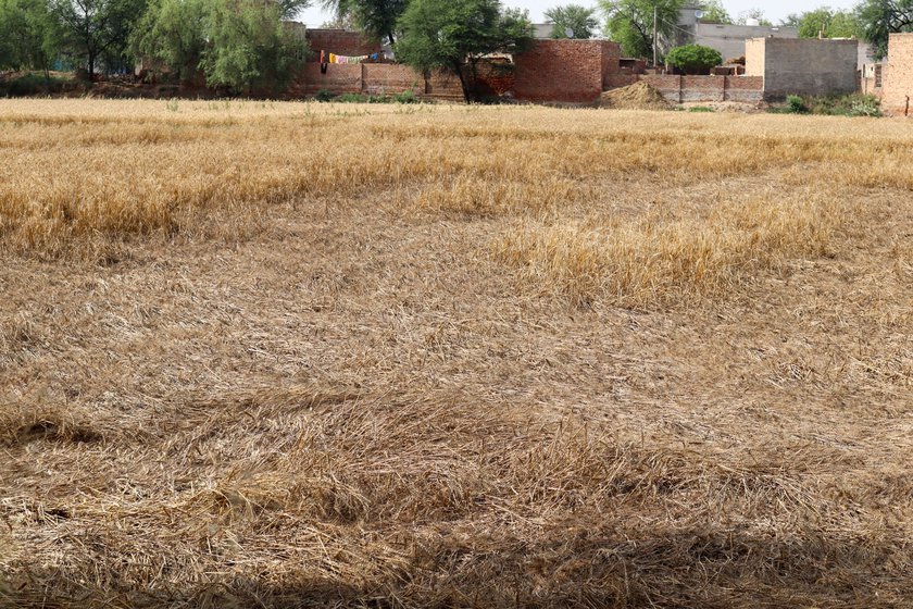 Right: Damaged wheat crop on the 15 acres of farmland cultivated by Baldev Kaur’s family.