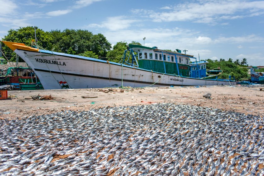 Fish drying at the Cuddalore Old Town harbour