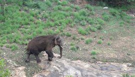 तमिलनाडु मं रागी अऊ हाथी के प्रेम कहिनी
