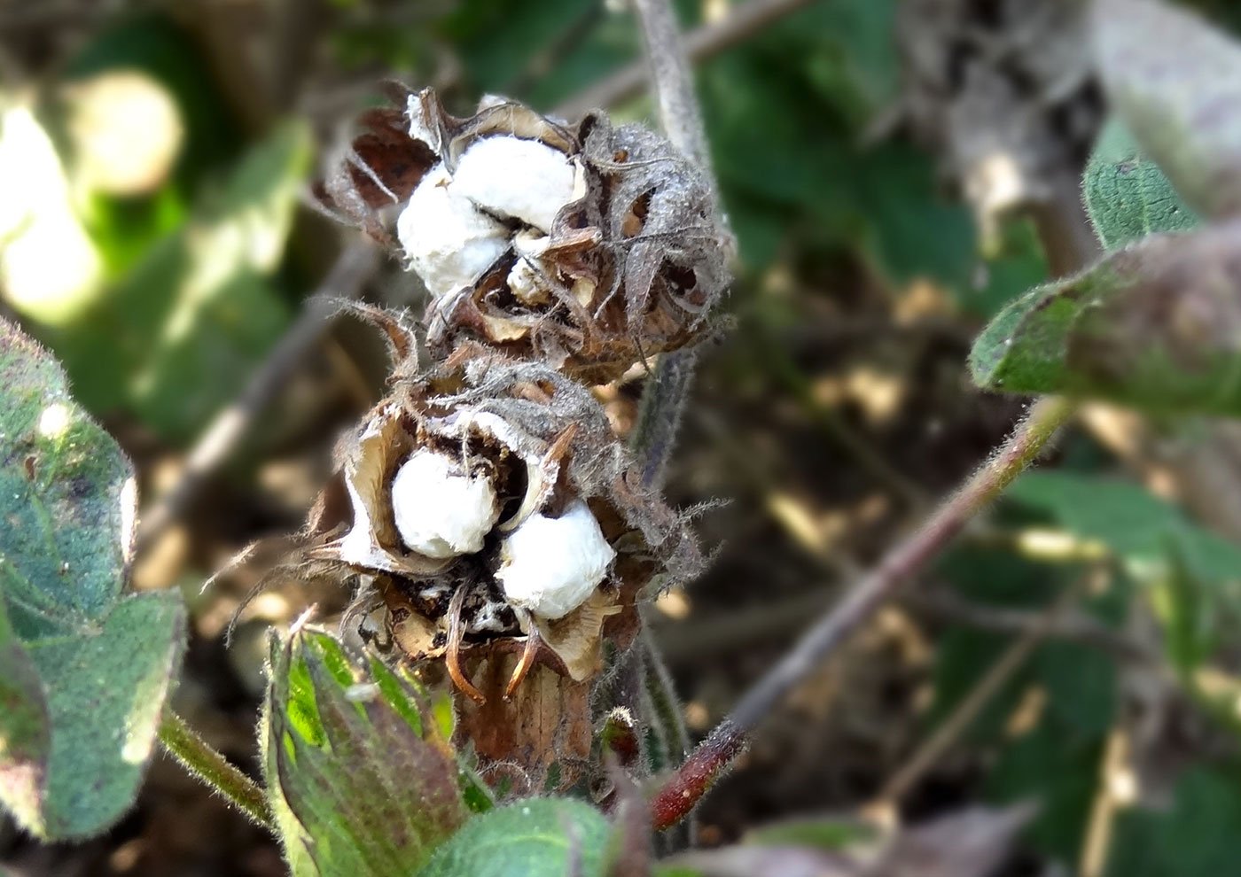 Rotten cotton on the tree