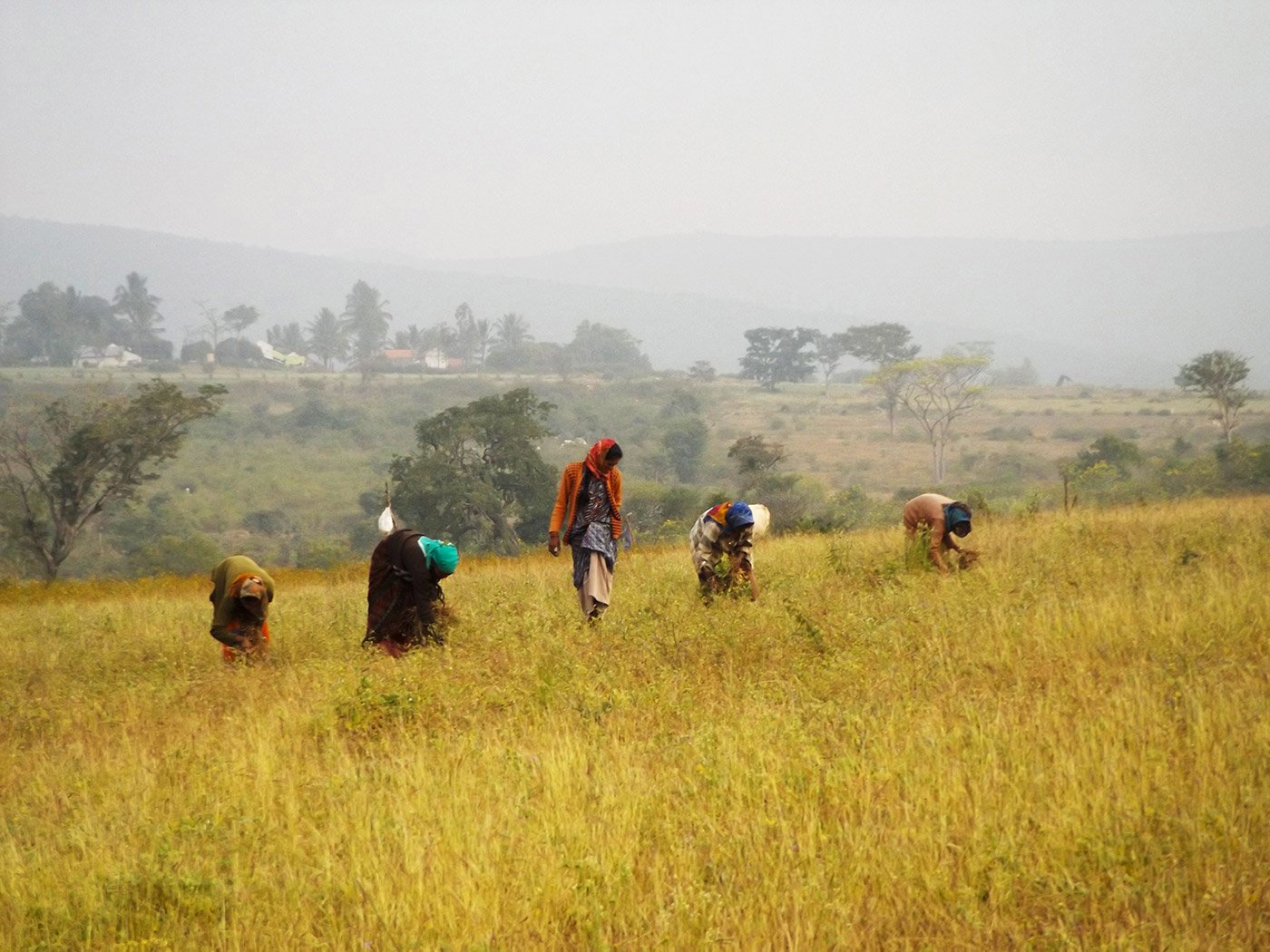 Women at work in the fields