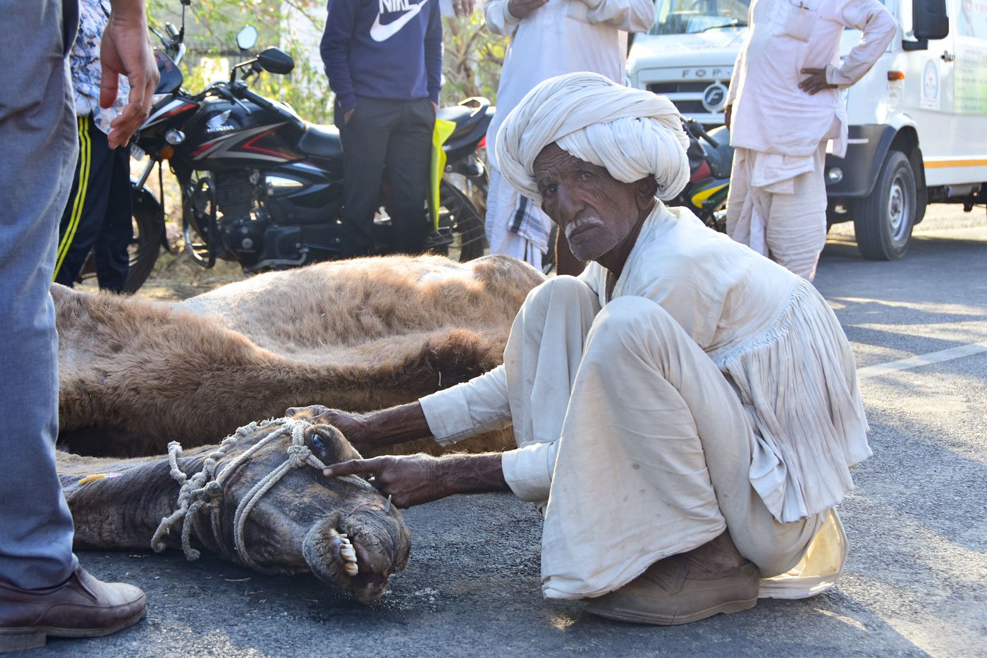A herder from the Rabari community takes care of a camel who collapsed on the outskirts of Amravati town within hours of its release