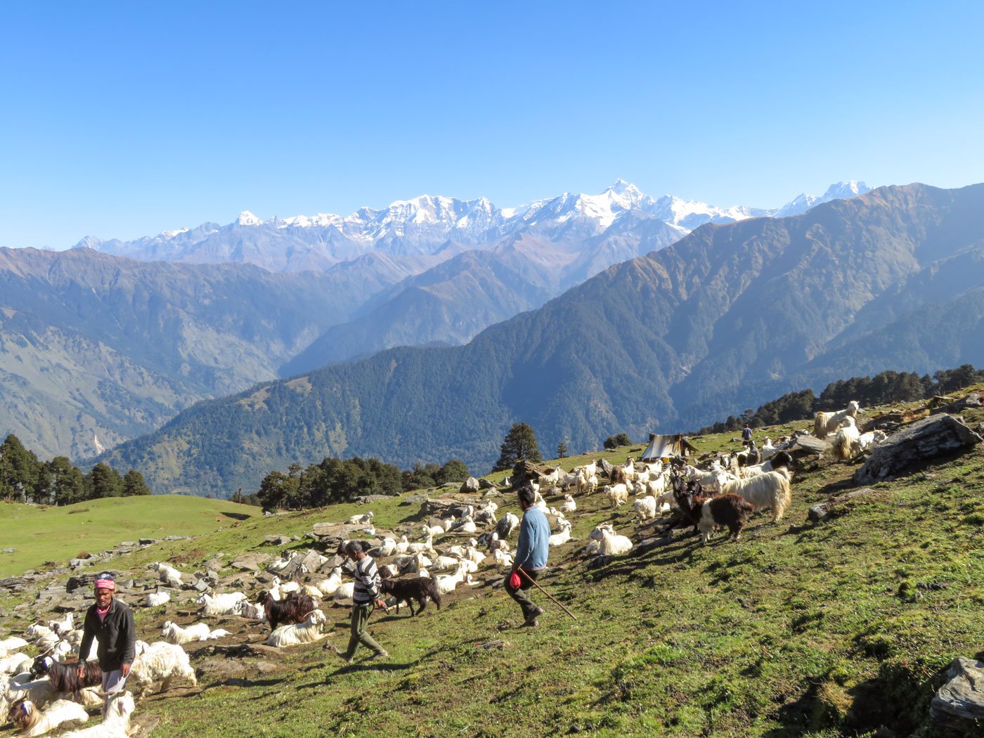 Guru Lal, Gaur Singh Thakur, Vikas Dhondiyal and their grazing sheep on the mountain, with snowy Himalayan peaks in the far distance