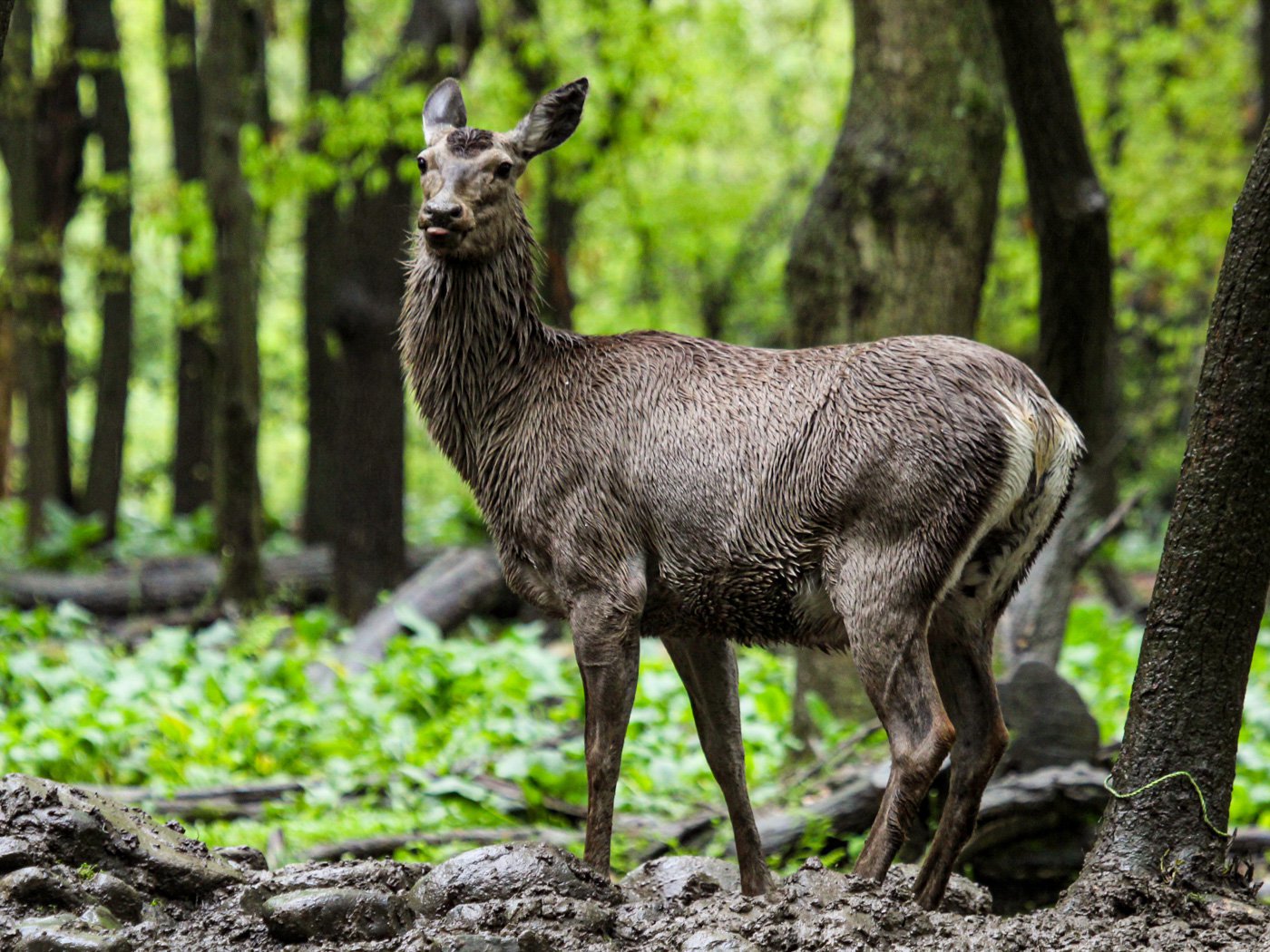 the-naturalist-of-dachigam