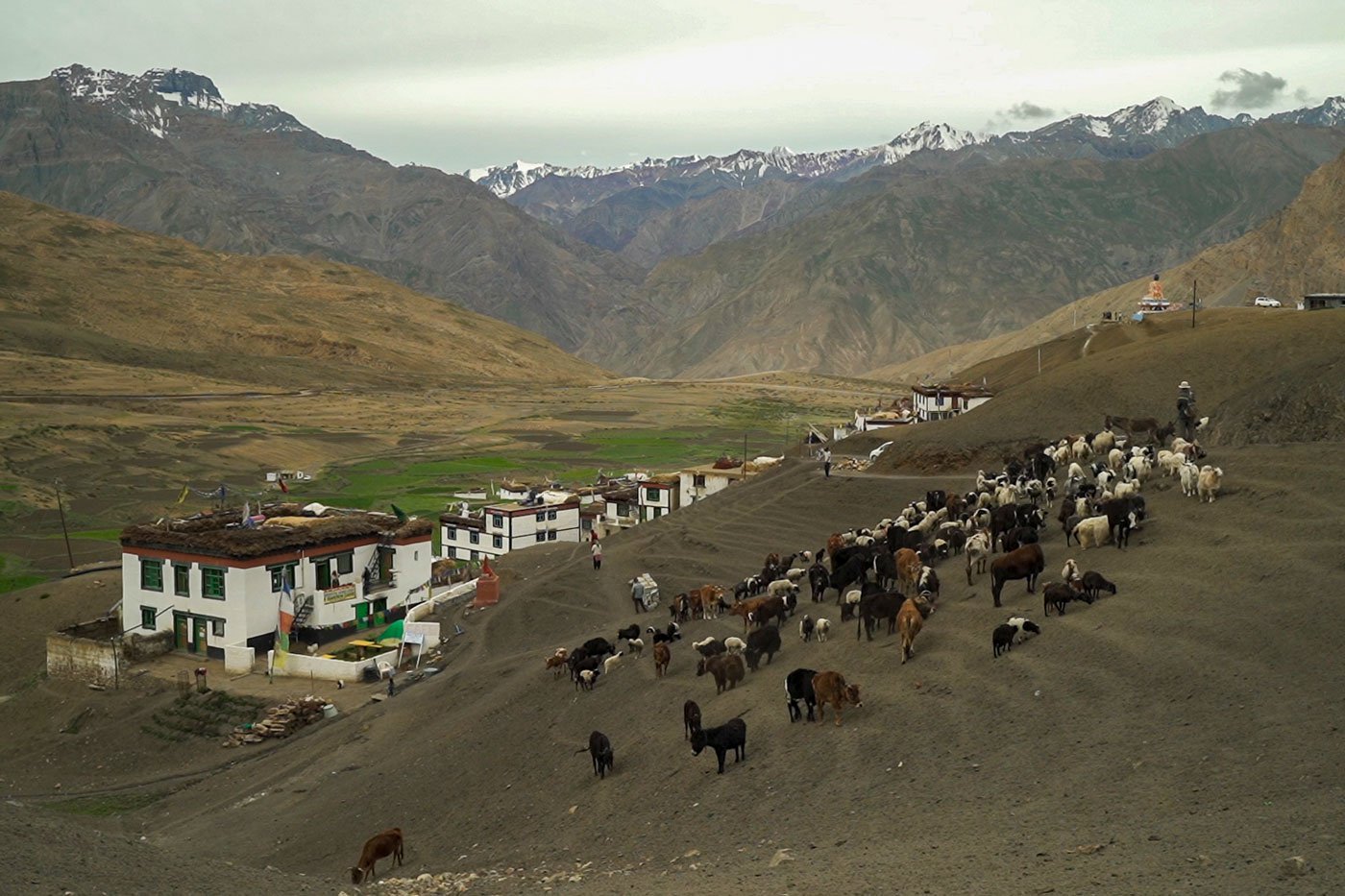 All livestock in the village are gathered together to leave with Chhering and others to graze in the mountains
