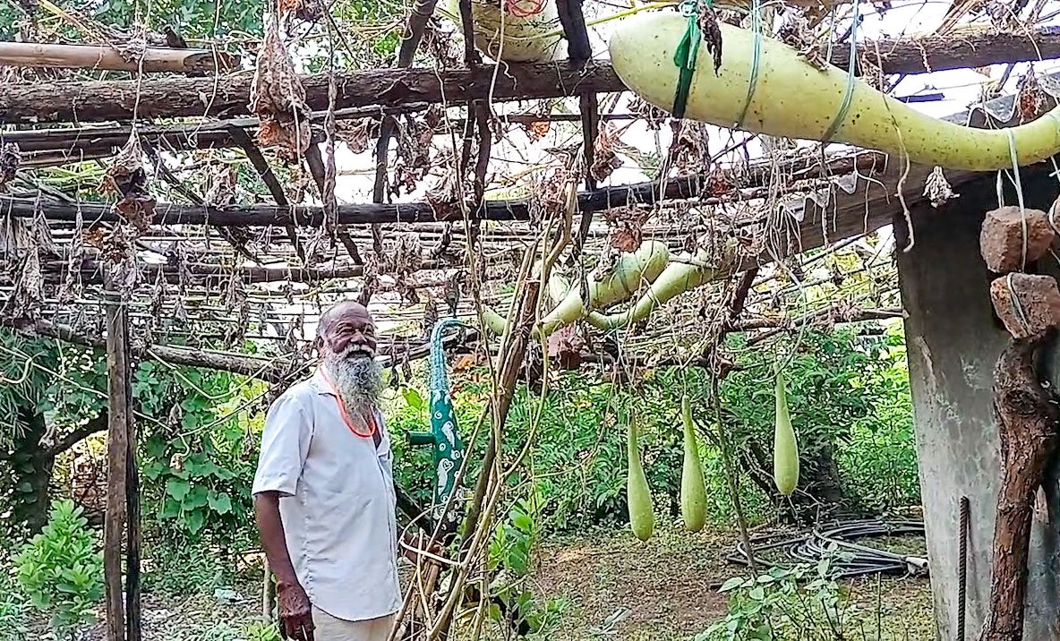 Bhiklya baba in the orchard of dudhi (bottle gourd) in his courtyard. He ties each one of them with stings and stones to give it the required shape. ‘I grow these only for to make tarpa . If someone steals and eats it, he will surely get a kestod [furuncle] or painful throat’ he says
