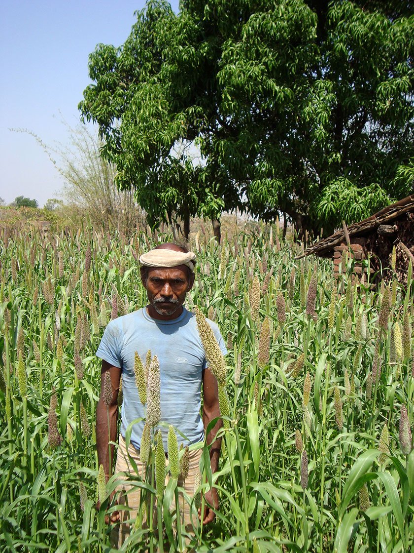 An Adivasi farmer in Attha standing amidst his resplendent crop of bajra. The productivity of the kharif crop here, grown only using cattle manure, is quite high. But the landholding is so small that the total produce is not enough to feed everyone in the village