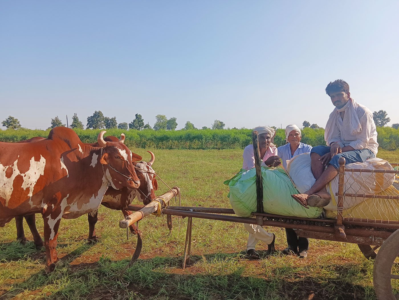 Left: Sandeep Yadav (sitting on a bullock cart) is a cotton farmer in Behrampura village.