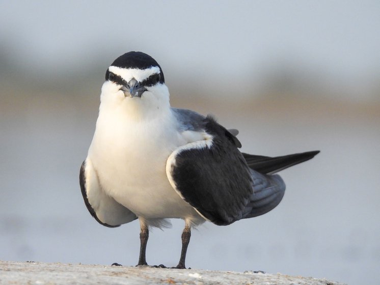 Left: A Sooty Tern seabird that came to Nal Sarovar during the Biporjoy cyclone in 2023.