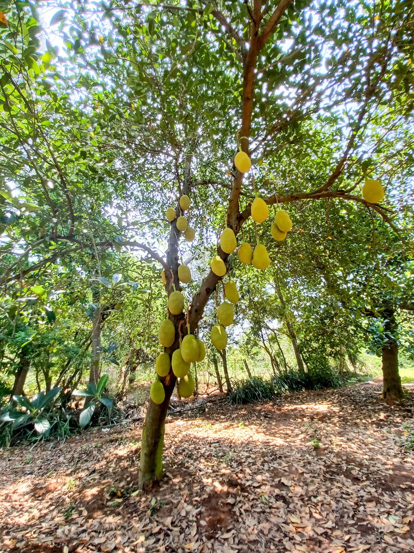 Left: Jackfruit growing on the trees in the groves near Panruti, in Cuddalore district.
