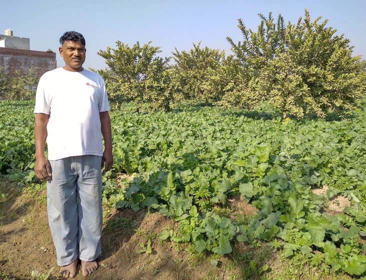 Shingara Singh in his three-acre guava orchard in Patti. Along with fruits, turnip is also cultivated