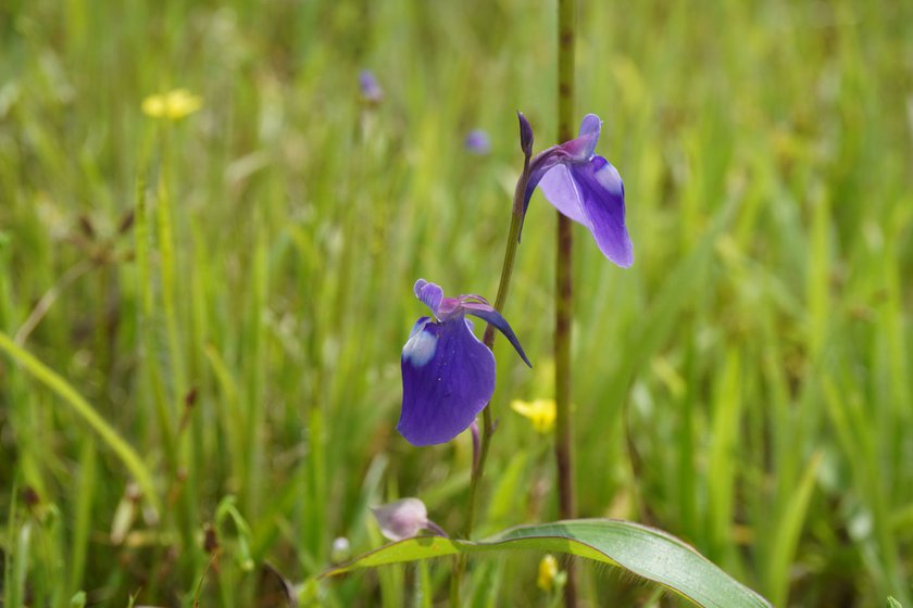 Purple bladderwort (left) and opposite-leaved balsam (right) are endemic flora of this valley which are sensitive to external threats like crowd and trampling