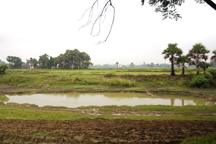Magahi paan needs fertile clay loam soil found in the Magadh region in Bihar. Water logging can be fatal to the crop, so paan farmers usually select land with proper drainage to cultivate it