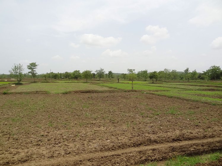 Many of Bhandara’s farms, where paddy is usually transplanted by July, remained barren during that month this year