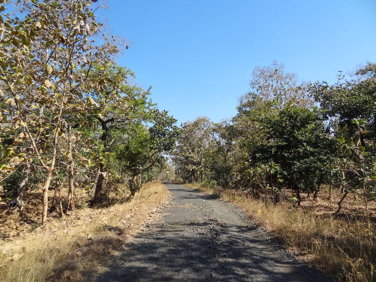 The thickly forested road along the northern fringes of the Tadoba Andhari Tiger Reseve has plenty of wild boars that are a menace for farmers in the area
