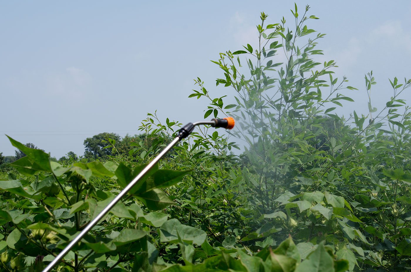 Spraying cotton with pesticide