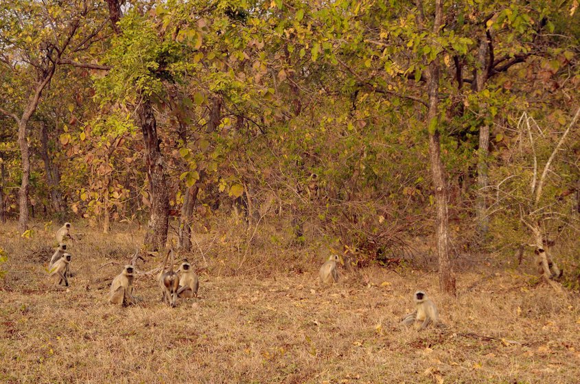 Monkeys frequent the forest patch that connects Kholdoda village, which is a part of Alesur gram panchayat