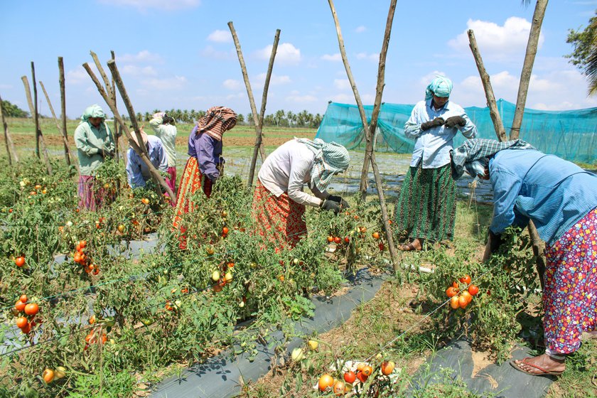 Women from Kudapali village in Haveri's Hirekerur taluk preparing to harvest the 'crossed' tomatoes in Konanatali. They are then crushed to remove the seeds.