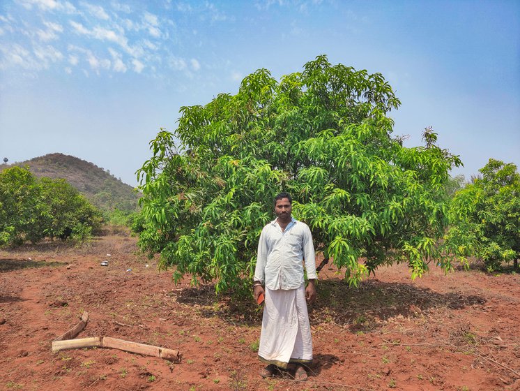 Kantamareddy Sriramamurthy (left) started mango farming in 2014. The mango flowers in his farm (right) are also drying up