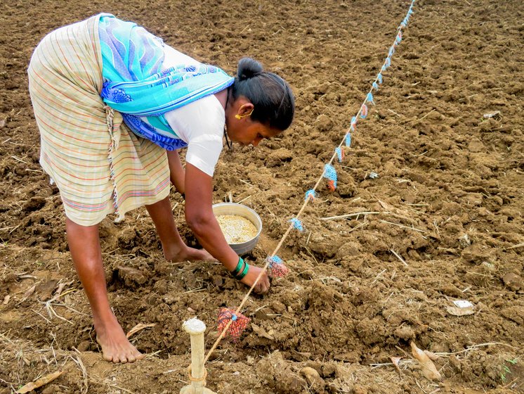 Many in Shahapur speak of falling paddy yields. Right: '...the rain is not trustworthy,' says Malu Wagh, with his wife Nakula (left), daughter-in-law Lata and her nieces

