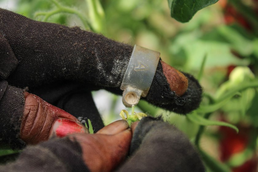 Left: Pollen powder is applied on the stigma of a tomato plant flower from a ring. Right : Ratnavva plucks the ‘crossed’ tomatoes, which will be harvested for the seeds