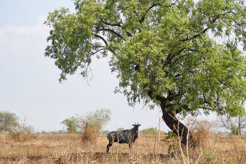 A blue bull, also called neelguy , spotted at a close proximity to Mangi’s farms.