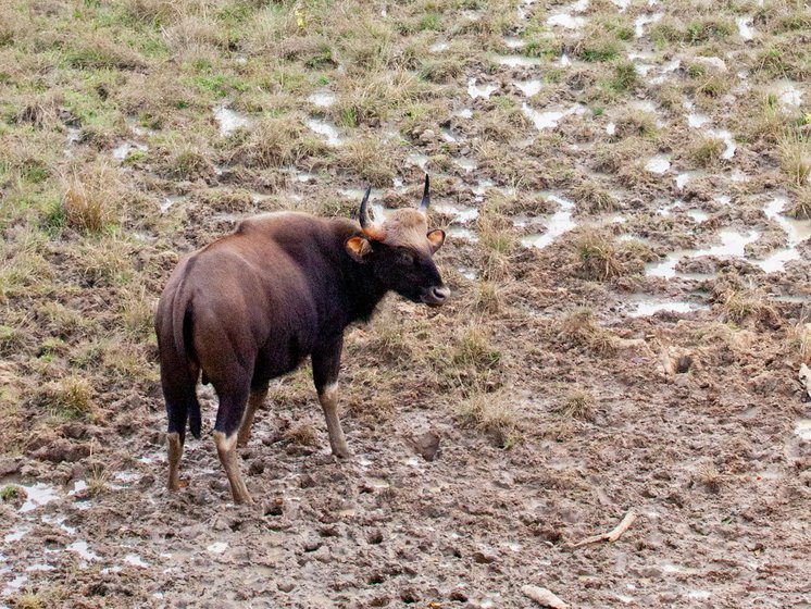 The Indian Bison seen here in Kanha N ational P ark , Madhya Pradesh (pic for representational purposes) . Micah is part of a team of locals who assist scientists from the Indian Institute of Science (IISc) in Bengaluru , in their study of the impact of climate change on birds in the eastern Himalayan mountains of West Kameng district, Arunachal Pradesh. (From left to right) Dambar Kumar Pradhan , Micah Rai, Umesh Srinivasan and Aiti Thapa having a discussion during their tea break