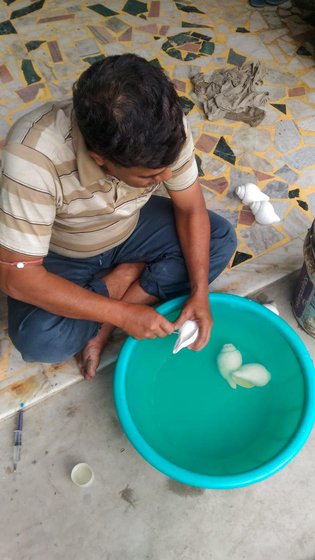 Biswajeet Sen cleaning the conches from inside out