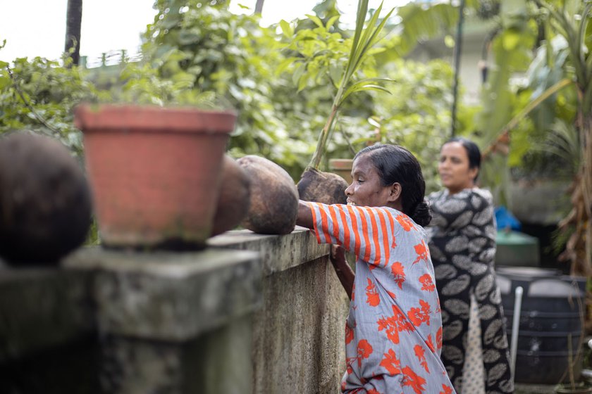 Right: She gathers all the coconuts and begins sorting them on the wall