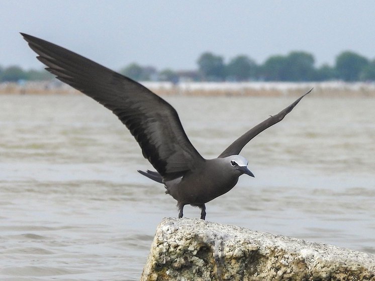 Right: A close-up of a Brown Noddy captured by Gani