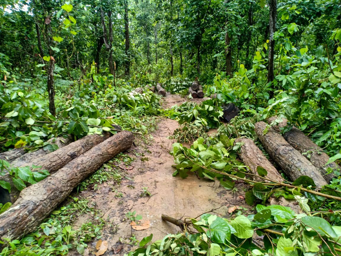 They have nothing now to eat there in the jungles. That’s why they come to the human habitats frequently in search of food', says Nalini Rabha, a retired school headmaster in Rajapara village. Among the reasons for this change is the illegal trade in timber