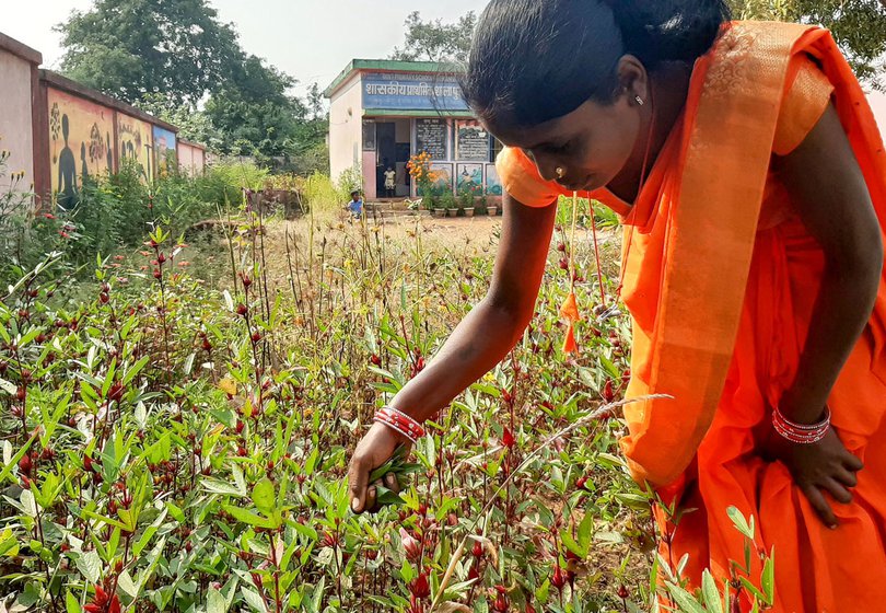 The school's kitchen garden is a source of vegetables