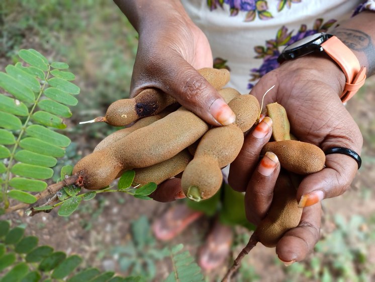 tamarind pods used in foods across the country