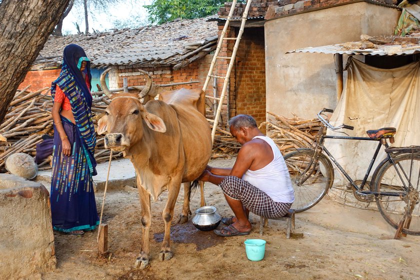 Her grandfather, Khushiram, milks the cow in the morning. Her mother, Poonam Devi (in the blue saree), suffers from pain in her wrist and knees, which limits her ability to work around the house