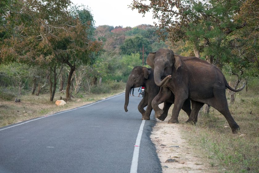 Right: Elephants crossing the road near his home, adjacent to the Mudumalai Tiger Reserve in the Nilgiris