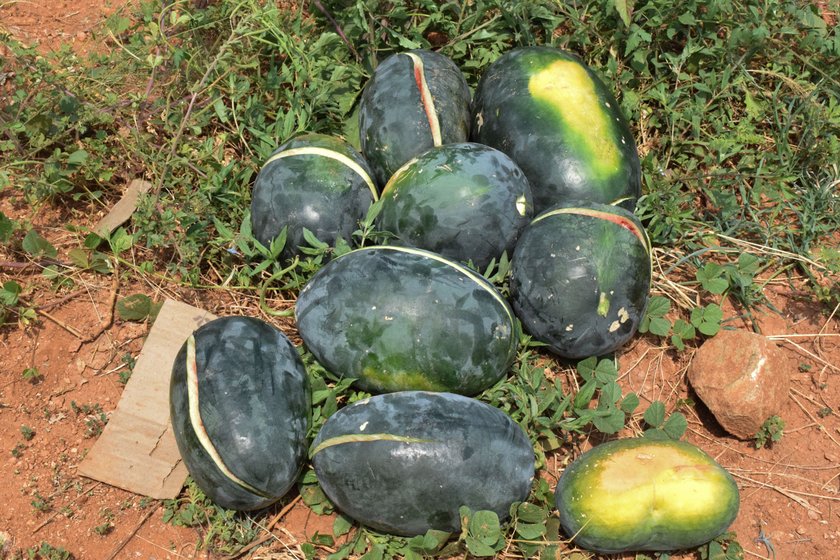 Left: Bairu Ganesh delayed harvesting his first three-acre crop by around a week – hoping for a better price. Right: The investment-heavy hybrid variety of watermelons grown in Ganesh's farm

