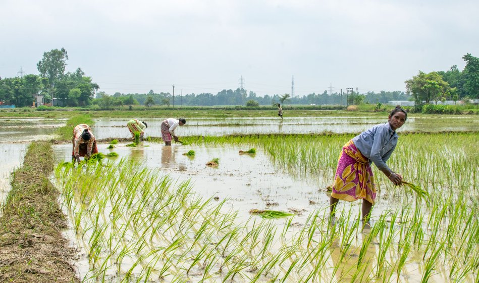 In August 2020, when the kharif plantation of paddy was on, Laxmi (left) had enlisted Shibani's (right) help to work in the fields