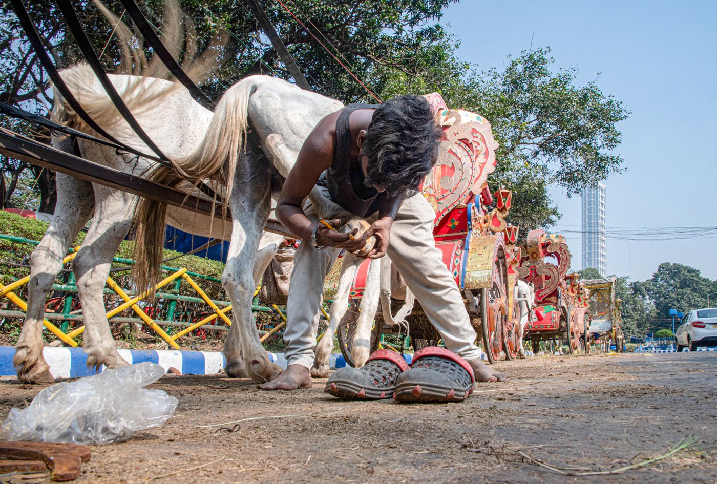Right: Feeding and caring for the horses is key to his livelihood. Akif cleans and polishes the carriage after he arrives.  He charges Rs. 500 for a single ride