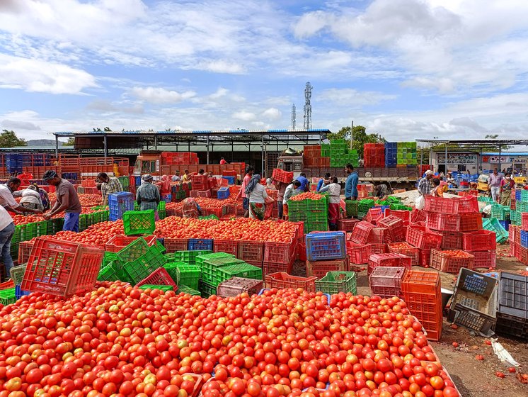 The market yard is one of the largest trading hubs for tomatoes