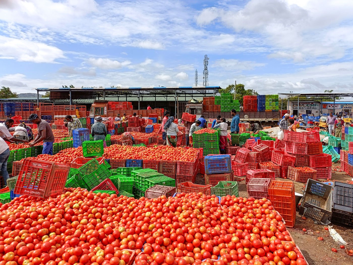 The market yard is one of the largest trading hubs for tomatoes
