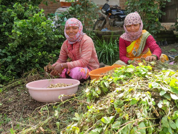 What will I earn from these rotten groundnuts', ask Rohini Boraste 