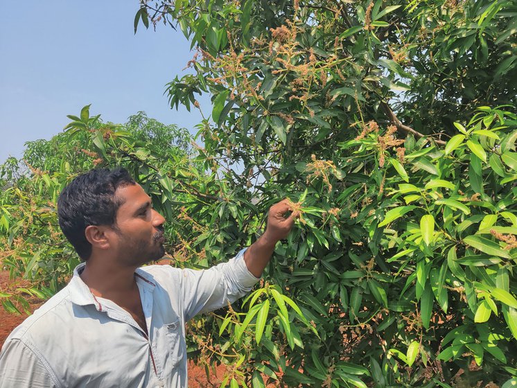 Kantamareddy Sriramamurthy (left) started mango farming in 2014. The mango flowers in his farm (right) are also drying up