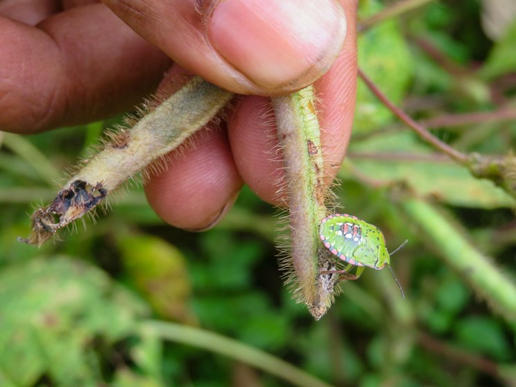 In Khadkipada hamlet, Damu Bhoye said, 'My farm is filled with bugs [due to the unseasonal rain], eating all the leaves and pods' 