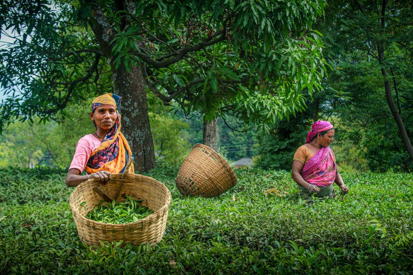 Right: Workers come from other states to pluck tea