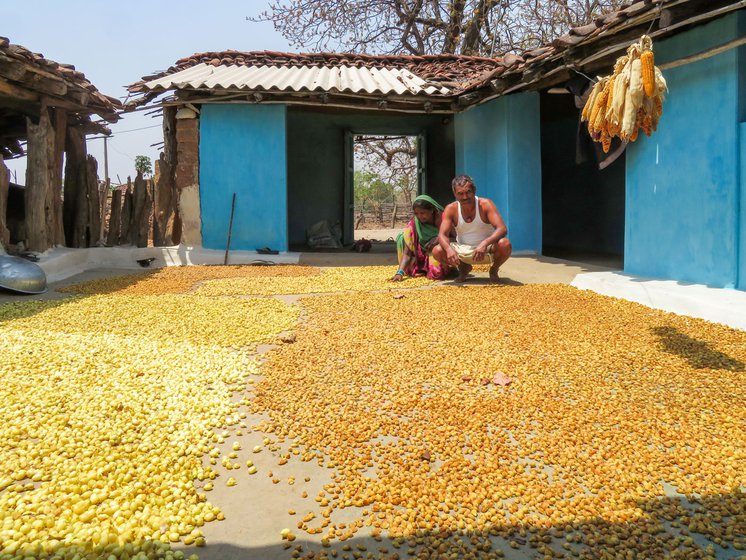 Left: Mani Singh and Sunita Bai with freshly gathered flowers. Right: Mahua flowers spread out to dry in their home in Mardari village