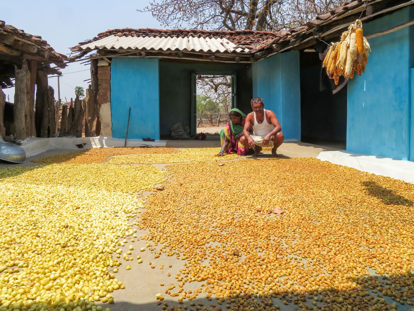 Best Quality Mahua Oil & Doc Cake - Mondal Feed Centre | Facebook