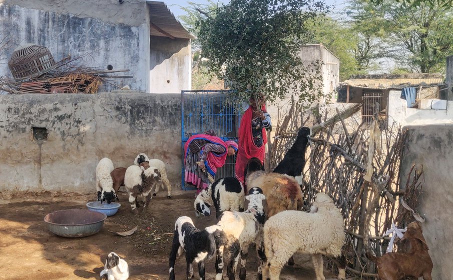 Right: When Sita Devi takes the daali inside the baada, all the animals crowd around her